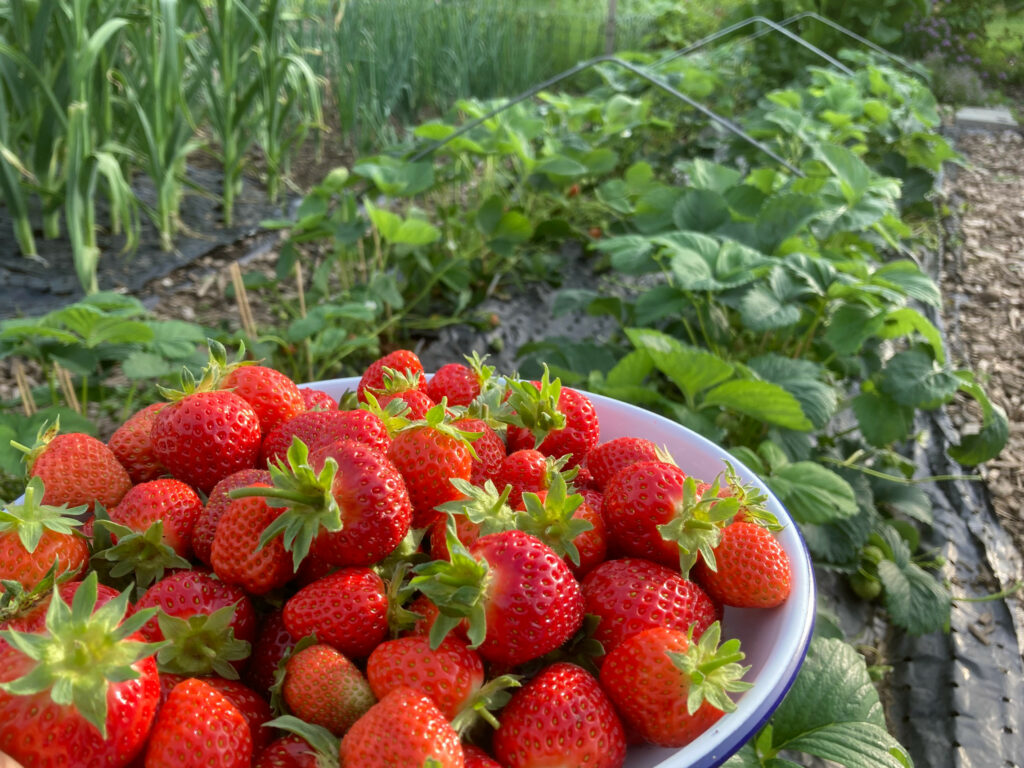 Erdbeeren vermehren